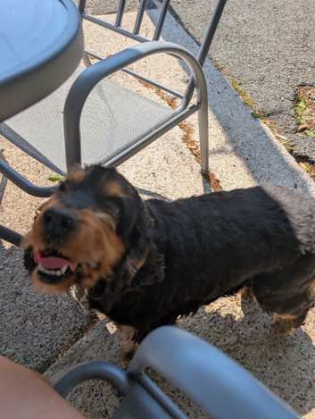 female Cocker spaniel neutered