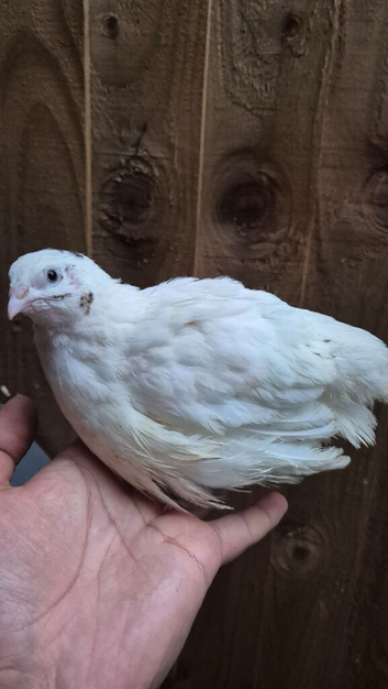 SALE Coturnix Quails