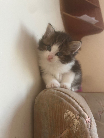 kittys