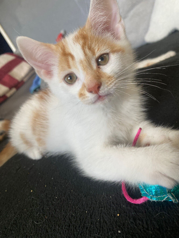 4 amazing kittens ready for their new homes