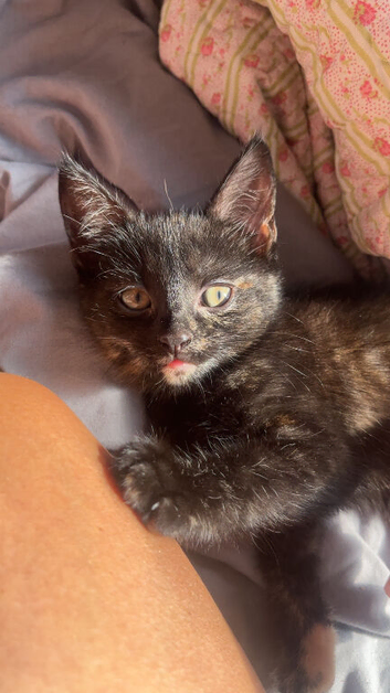 Beautiful Kittens