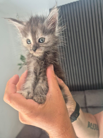 Lovely pure maincoon kittens s