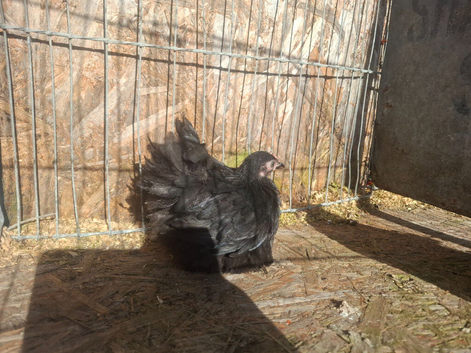 3 black pekin pullets