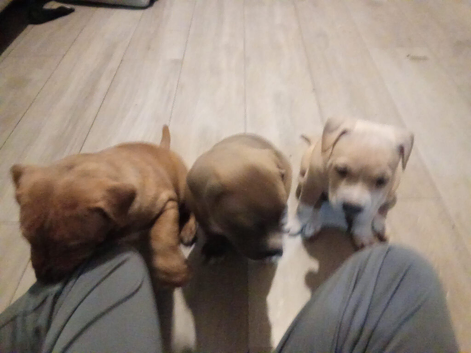 Bulldog staff Ridgeback pups