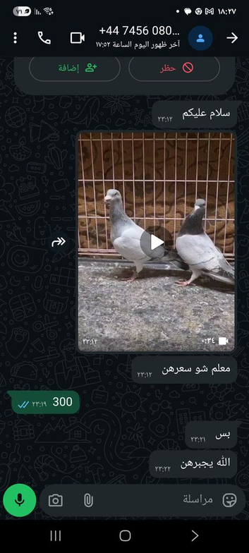 Pigeons syrian