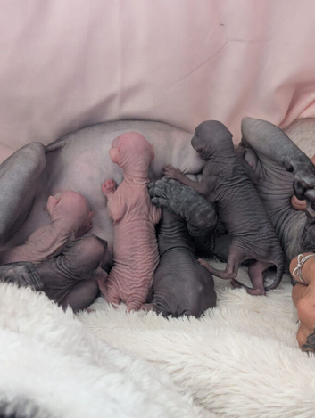 Sphynx kittens