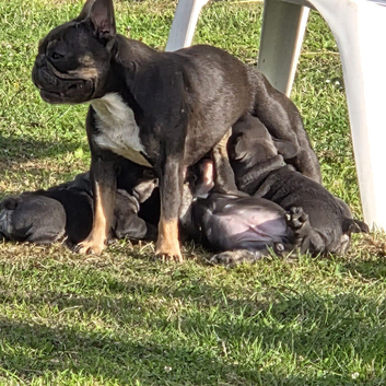 French British bulldog x