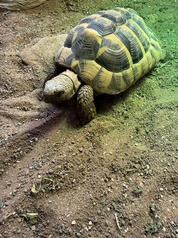 Hermann Tortoise Female 4 years old