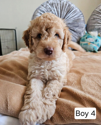 Outstanding Cavapoo Puppies