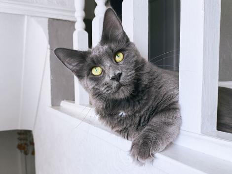 1.5 year old sprayed blue Maine coon girl
