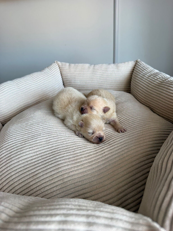 RARE DOLL TEDDY KOREAN PUPPIES