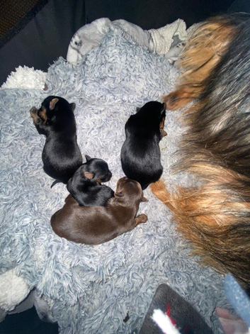 Yorkshire puppies