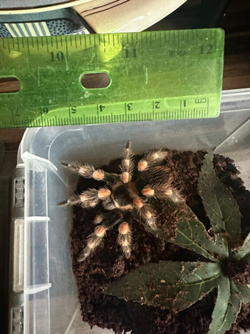 A Smithi, a Red Knee and a White Knee spider for sale