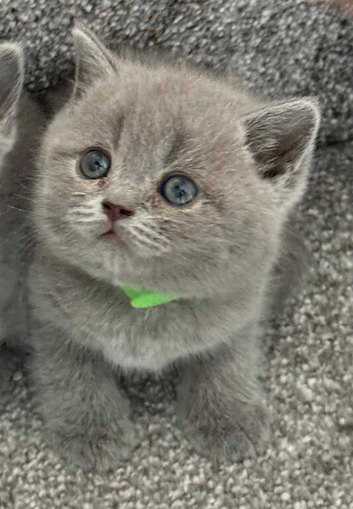 Gorgeous British shorthair kittens