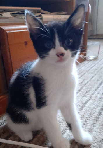 White and black female.