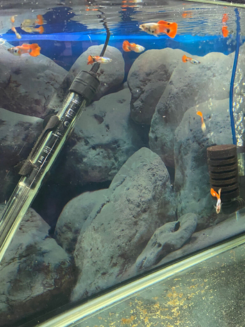 Male Guppies
