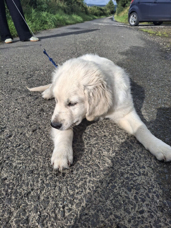 Beautiful Golden Retriever Puppy &ndash; Belle