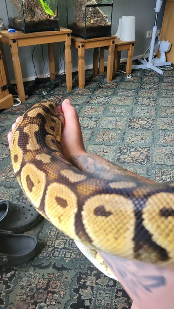Royal python