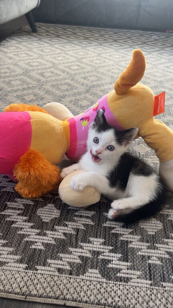 8 week old kitten