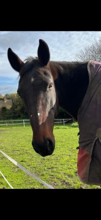 16hh Mare for sale ** She has now found a lovely loan home for the foreseeable.