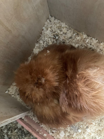 Broody Silkie hen
