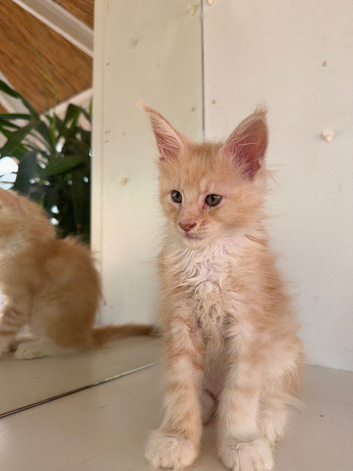 European Pure-breed Maine Coon Kittens. Delivery available!