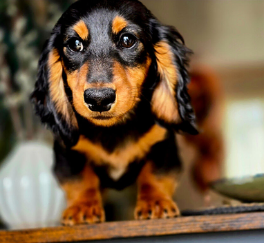 Miniture dachshund puppies ready now