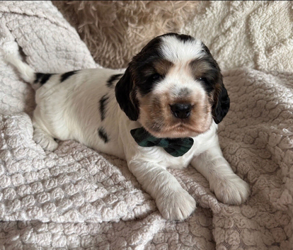 2 STUNNING BOYS LEFT KC Show-type cocker spaniel