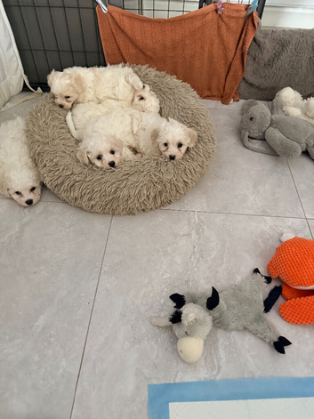 Beautiful Cavachon Puppies Looking for Their Forever Loving Homes ️