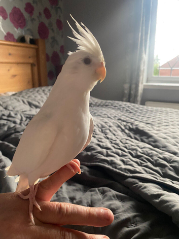 Albeno red eyed Hand tame baby pure white