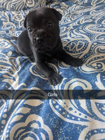 French pei 4 week old Puppy's for sale