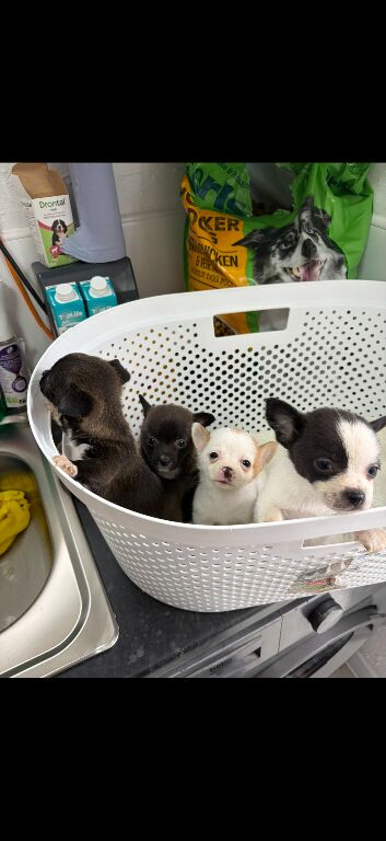 Pomchi puppies