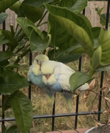 Tame Exhibition pair of Baby Budgie