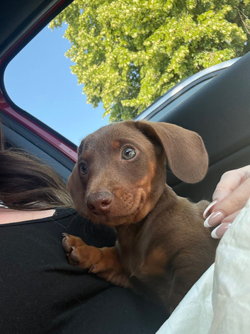 Beautiful brown dachshund