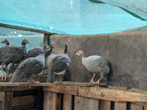 Guinea fowl keets 3x lavender 12 weeks old unsexed