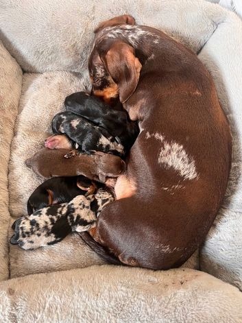 KC registered miniature dachshund