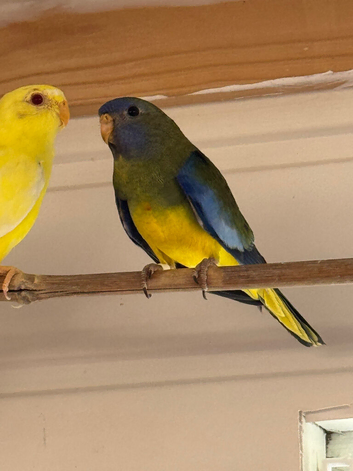 Baby Splendid grass parakeets