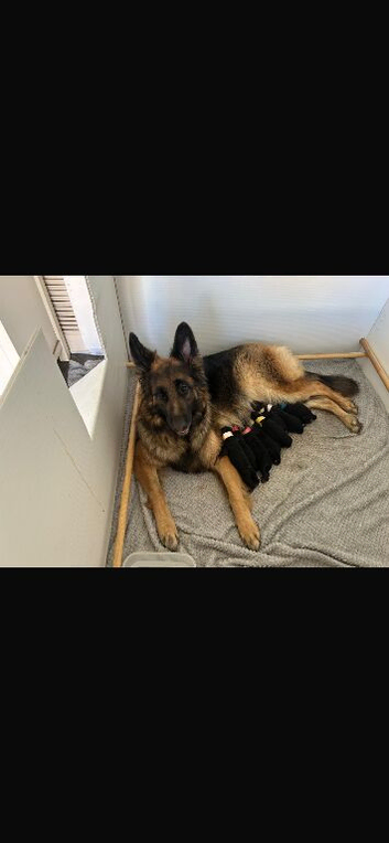 Kc German Shepards long haired