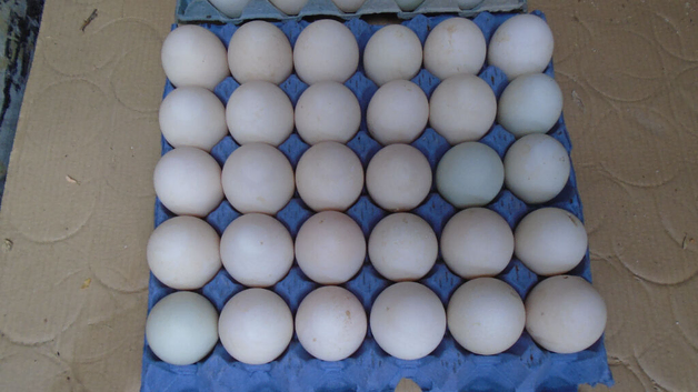 duck eggs for sale