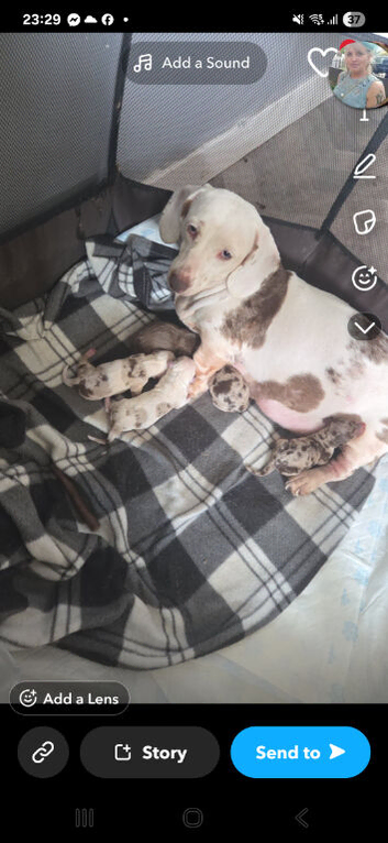 Beautiful miniature dachsunds