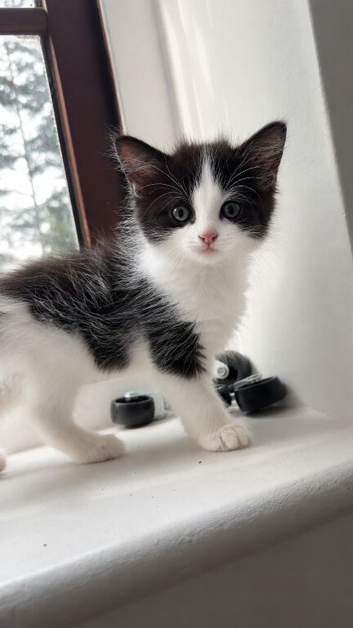 1 kitten to be rehomed