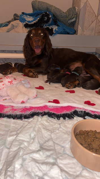 Beautiful cocker spaniel pups