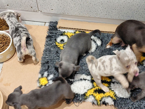 Baby Blue Jacks