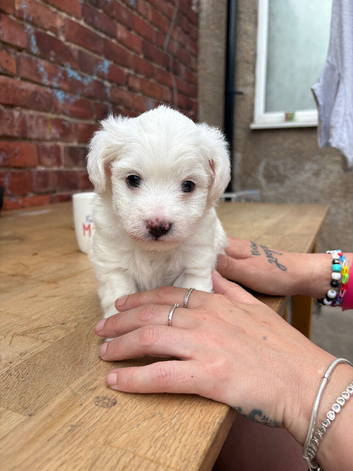 Lovely white male multi poo