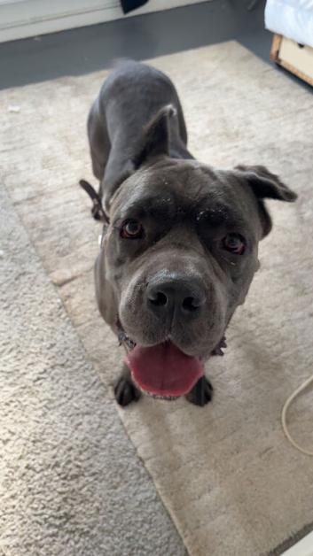 Cane corso 2 years old