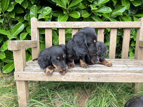 Miniature dachshund
