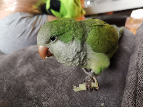 Pair of hand reared quaker parrots, male/female