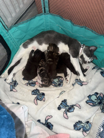 Kittens for sale
