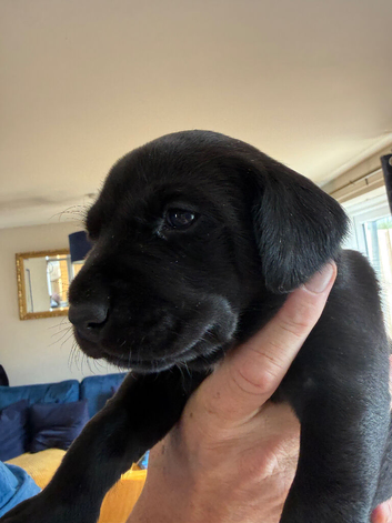 2 KC registered BLACK bitches