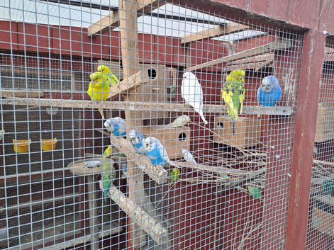 Budgies for sale.....